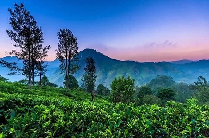 Ella Tea Plantations